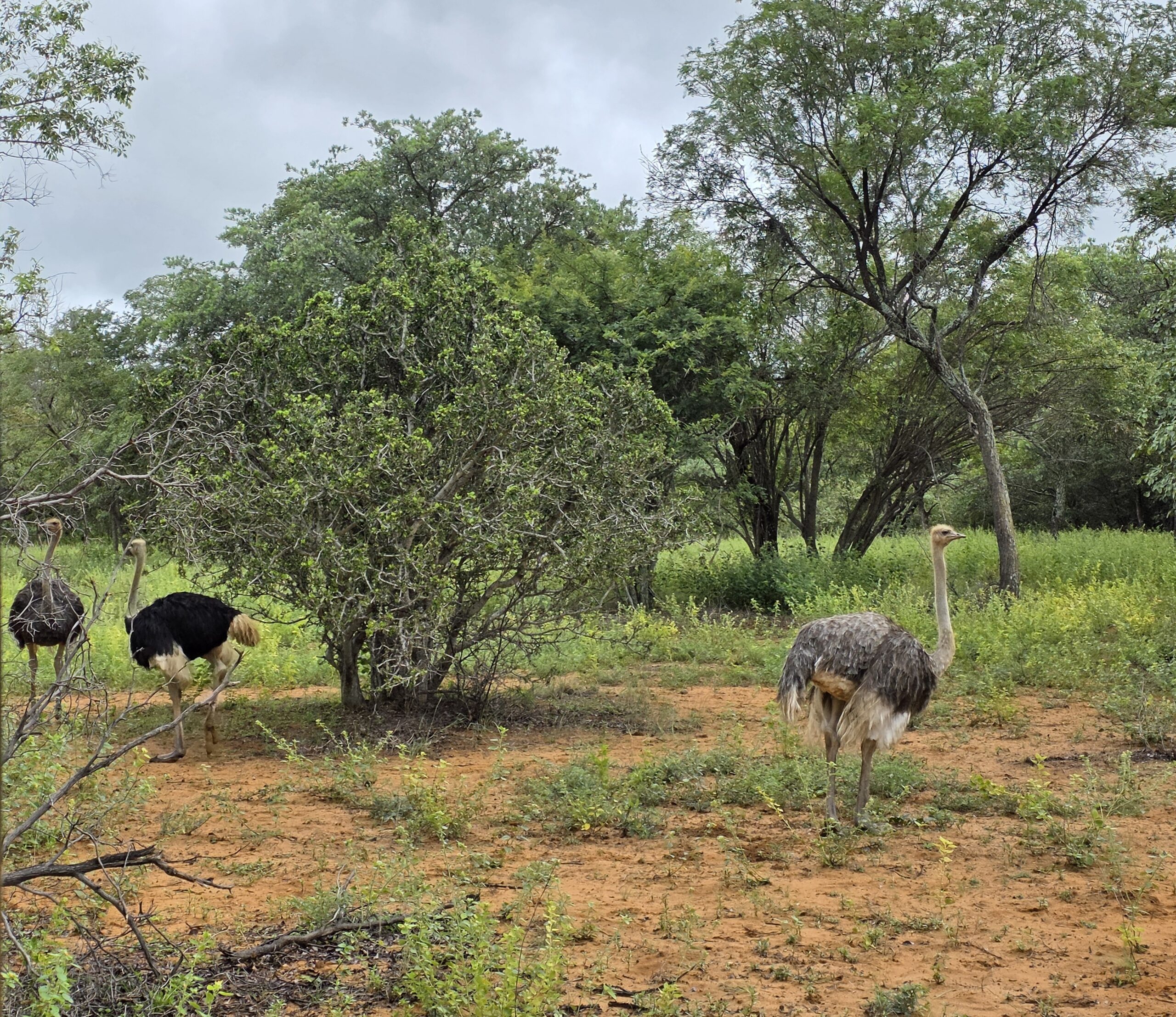 Vogel Strauß im Buschveld