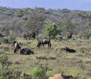 Blaue Streifengnus im Buschveld