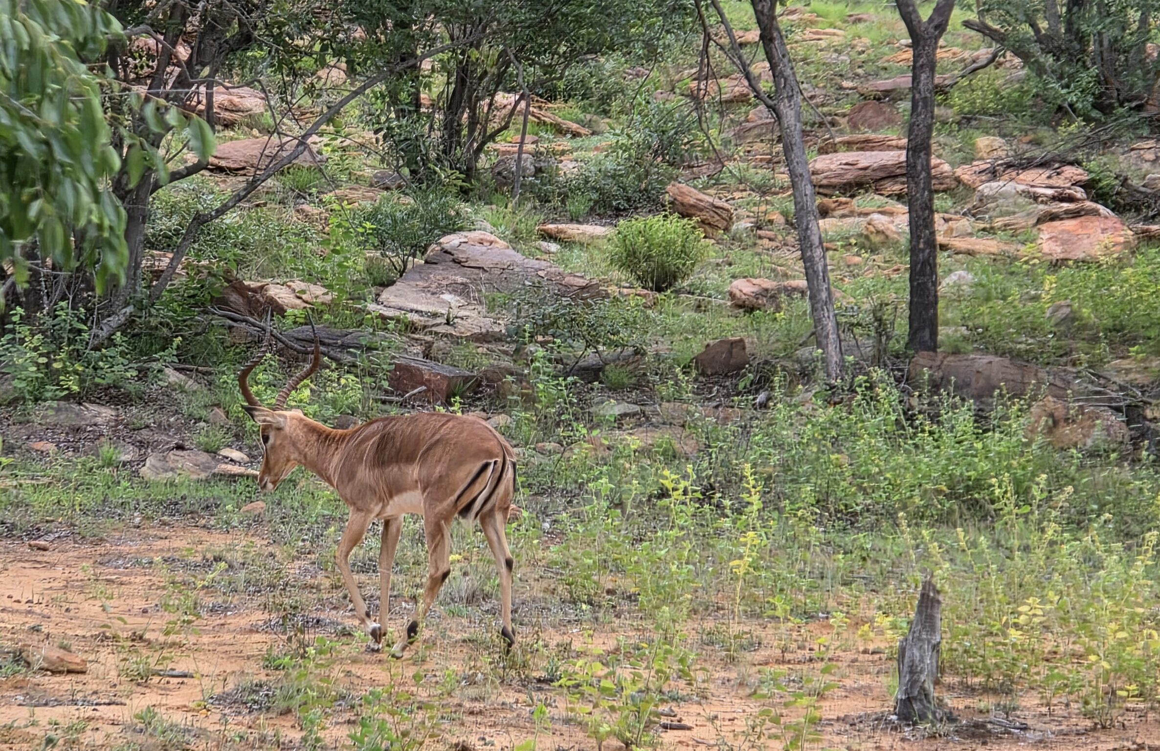 Plains Game Wildarten während einer Jagdreise in Südafrika